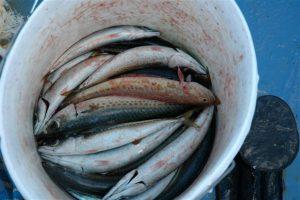 Regulacje dotyczące rekreacyjnego łowienia ryb, CostaBlanca